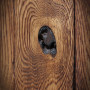detail dubového dřeva 